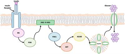 Toward Development of a Diabetic Synovium Culture Model